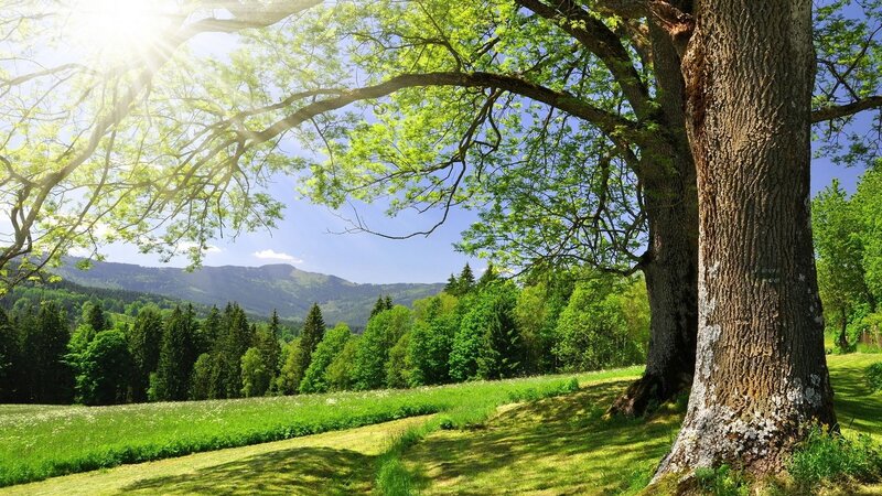 Large Tree in Meadow — Sunlight