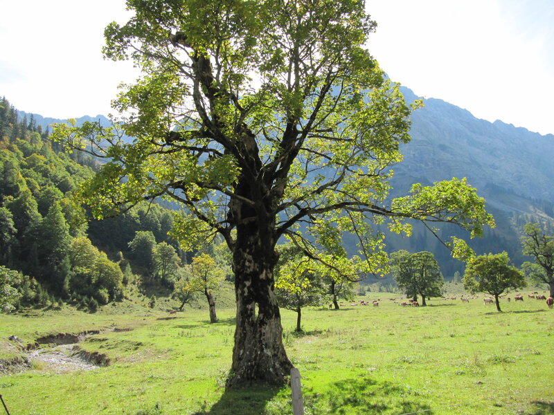 Large Tree in Meadow