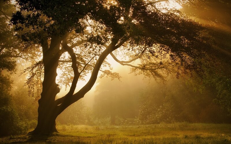 Large Tree in Mist — Gold