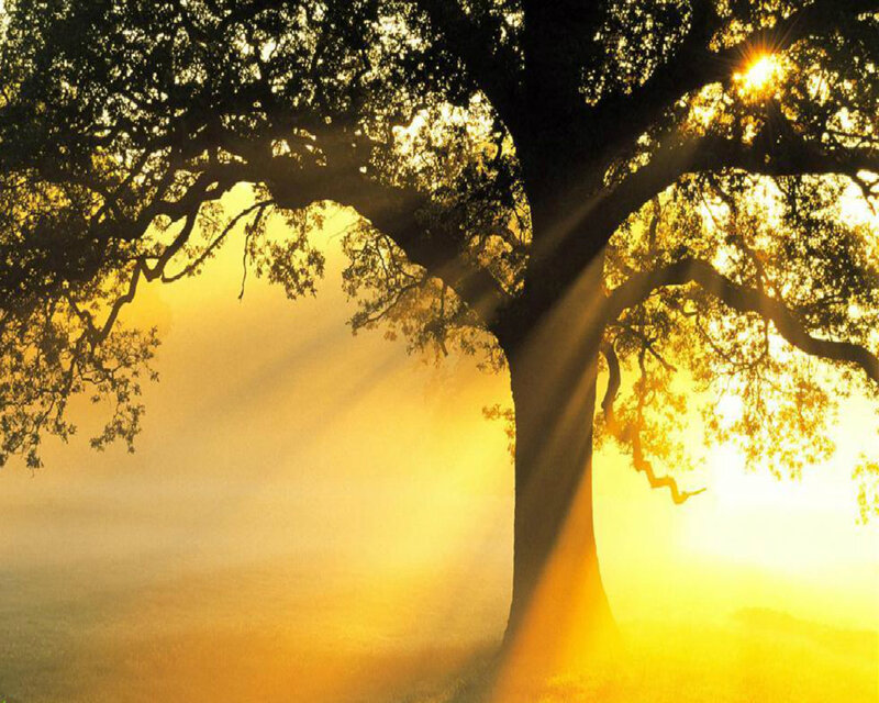 Large Tree in Mist