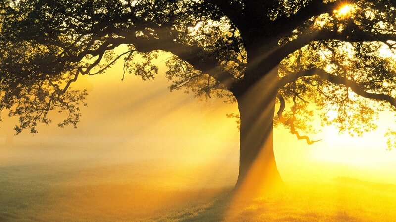 Large Tree in Mist — Yellow