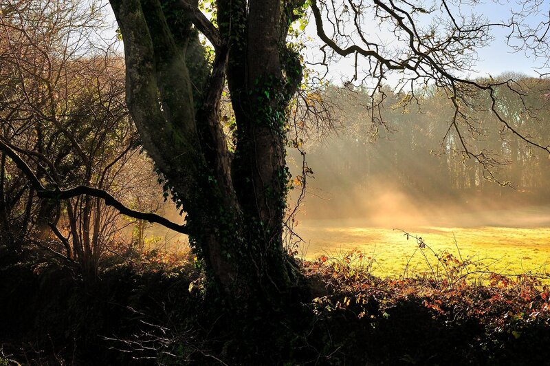 Large Tree in Misty Field