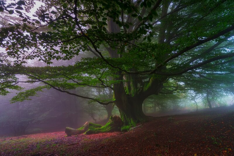 Large Tree in Misty Forest