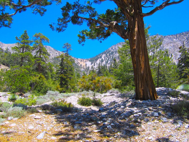 Large Tree in Mountain Valley