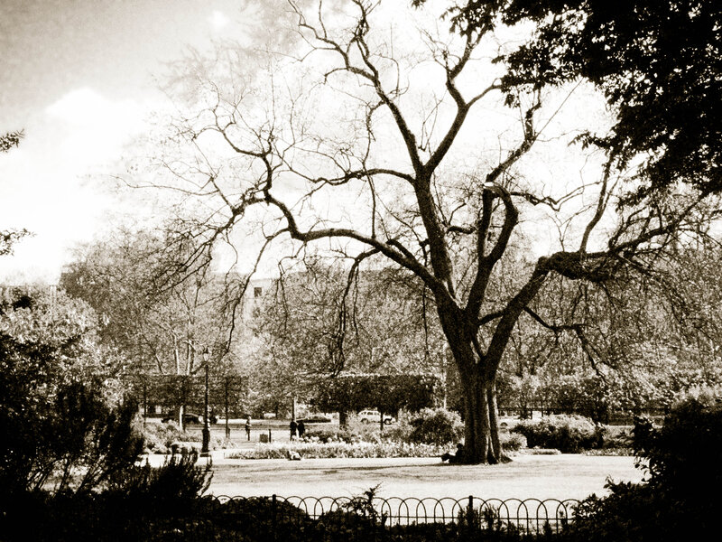 Large Tree in Park — Black