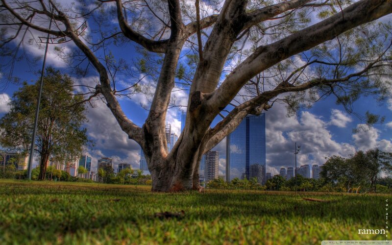 Large Tree in Park — Green, Dramatic, Afternoon, Photograph