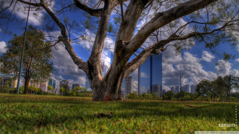 Large Tree in Park — Green, Dramatic, Afternoon