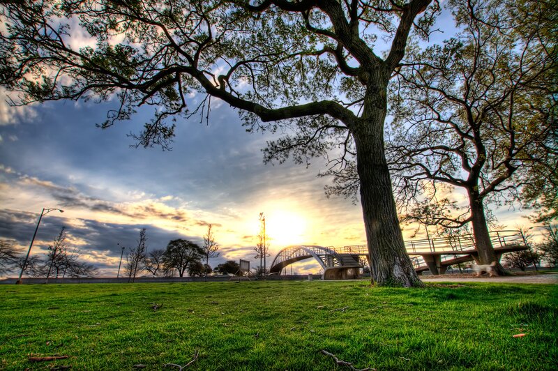 Large Tree in Park — Green, Dramatic, Sunset
