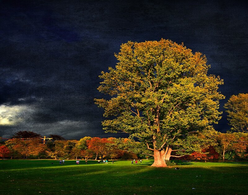 Large Tree in Park — Green, Dramatic