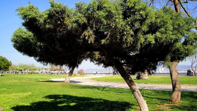 Large Tree in Park — Green, Serene, Afternoon, Photograph, Grass, Path