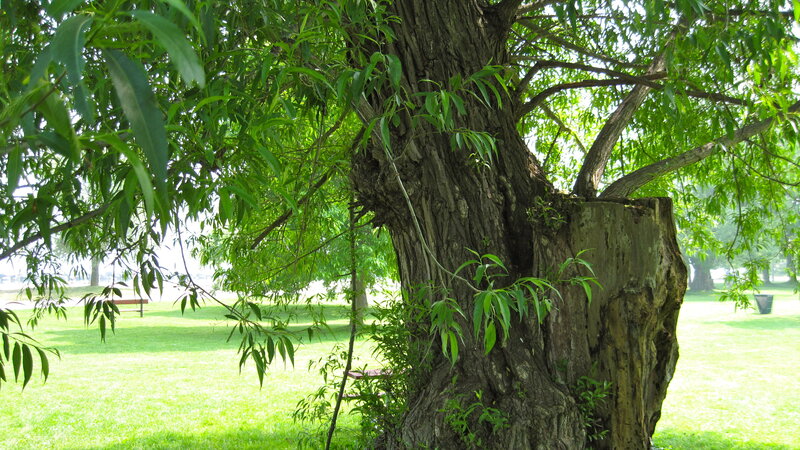Large Tree in Park — Green, Serene, Afternoon, Photograph