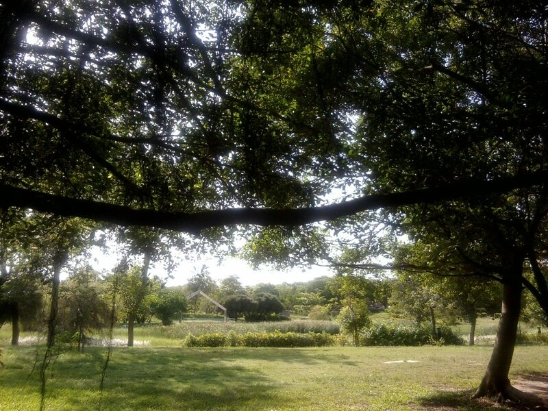 Large Tree in Park — Green, Serene, Afternoon
