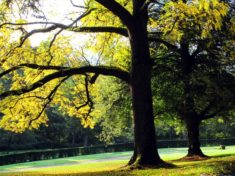 Large Tree in Park — Green, Serene, Autumn, Photograph