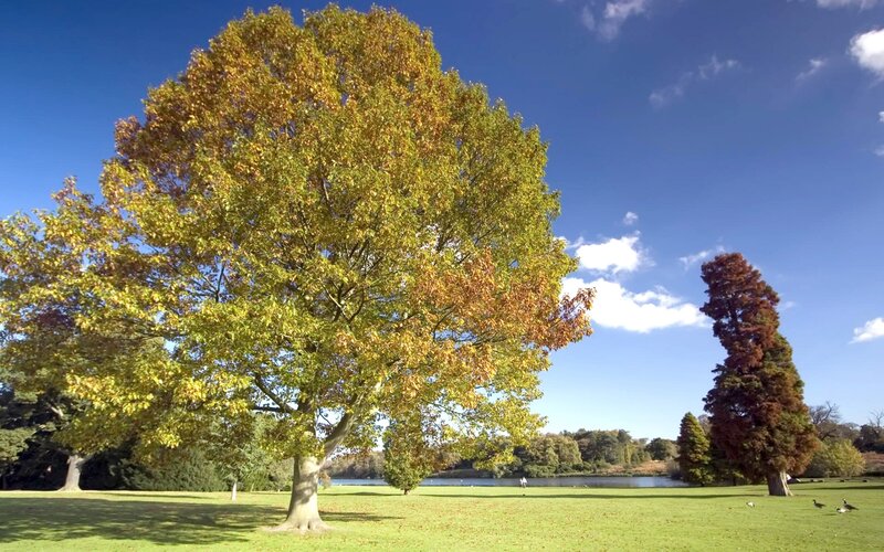 Large Tree in Park — Green, Serene, Autumn