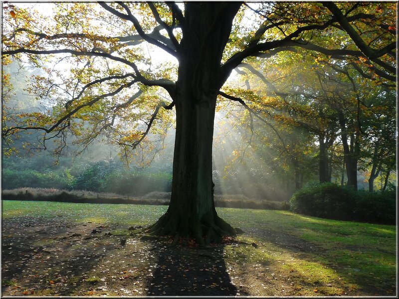 Large Tree in Park — Green, Serene, Morning, Photograph, Sunlight