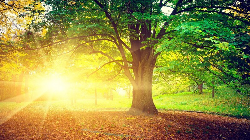 Large Tree in Park — Green, Serene, Morning