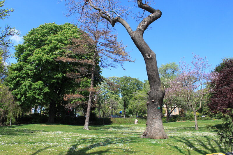 Large Tree in Park — Green, Serene, Spring, Photograph