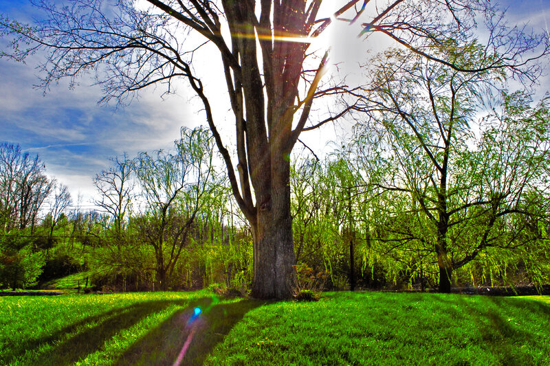 Large Tree in Park — Green, Serene, Spring