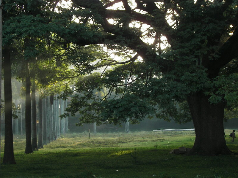 Large Tree in Park — Green, Serene