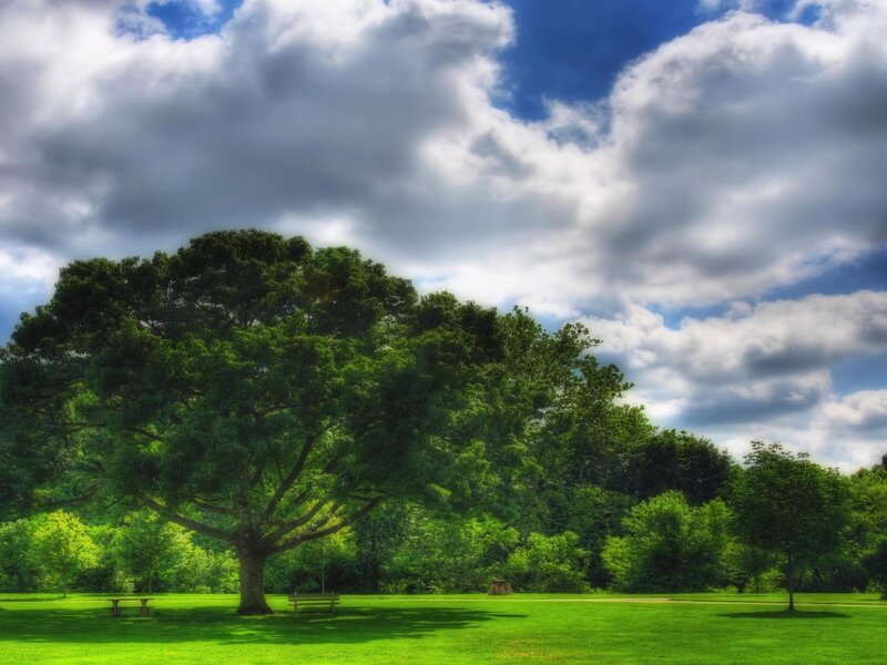Large Tree in Park