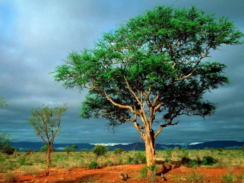 Large Tree in Savanna