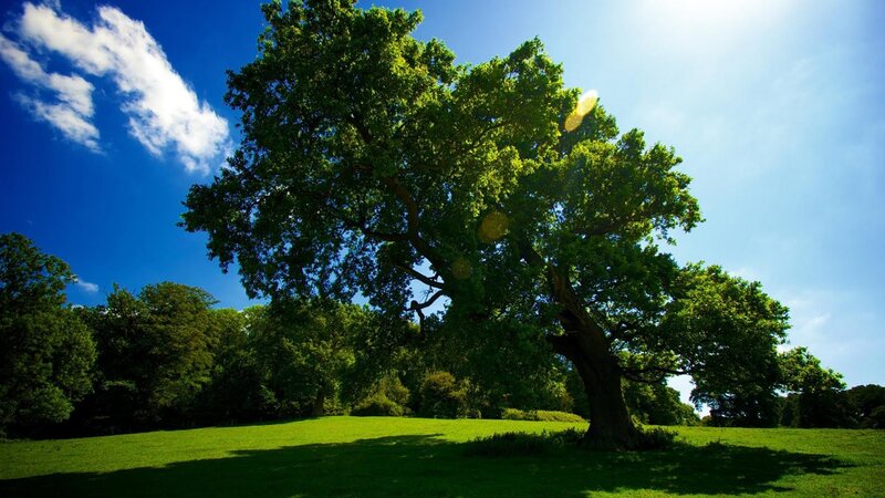 Large tree in sunny park