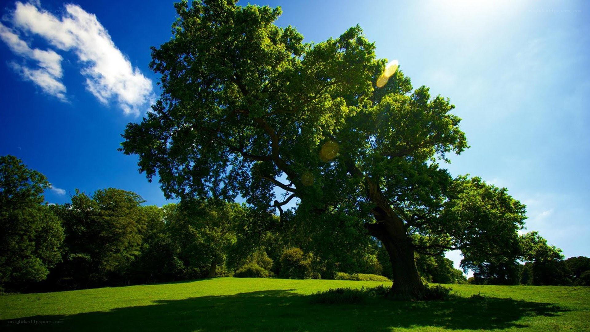 Large tree in sunny park