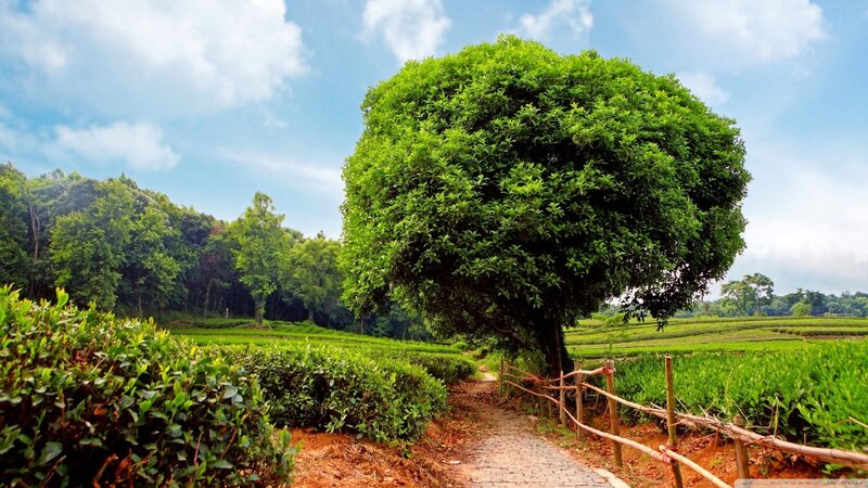 Large Tree in Tea Fields — Green, Serene, Afternoon, Photograph, Path