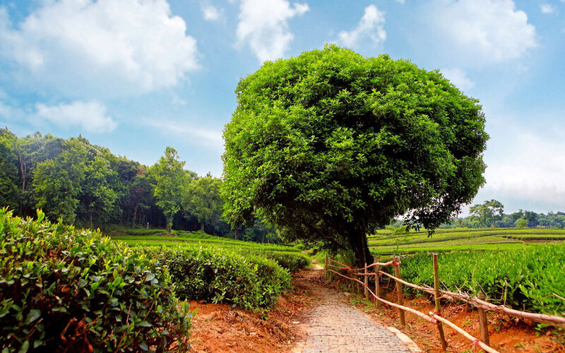 Large Tree in Tea Fields — Green, Serene, Afternoon