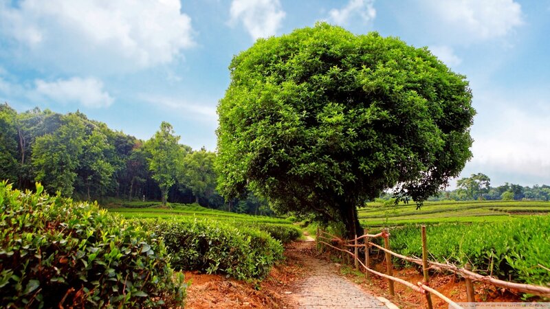 Large Tree in Tea Fields — Green, Serene
