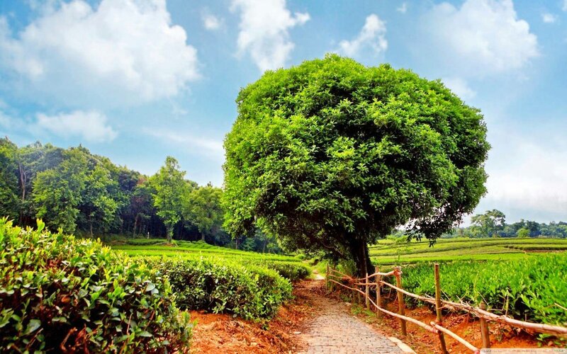 Large Tree in Tea Fields — Green