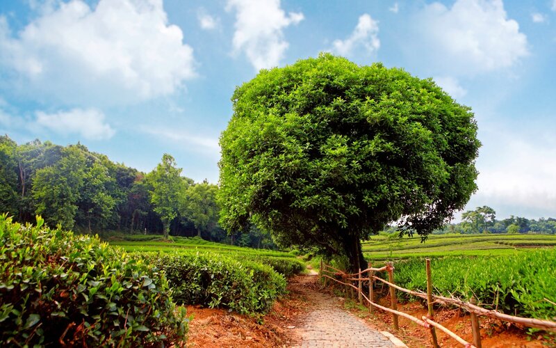 Large Tree in Tea Fields