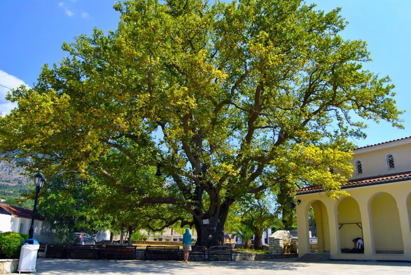 Large tree in town square
