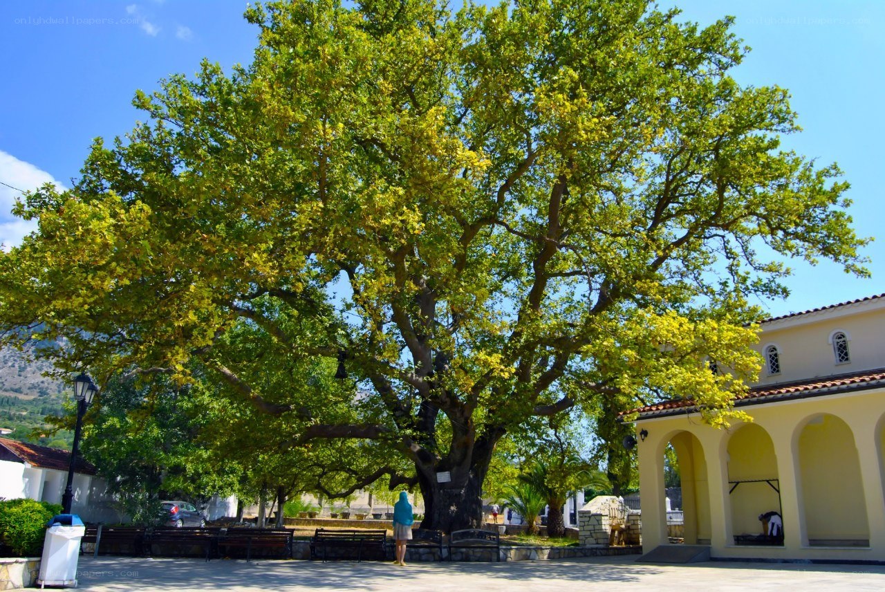 Large tree in town square