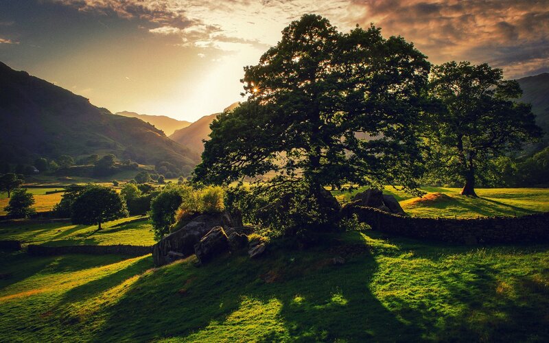 Large Tree in Valley — Green, Serene