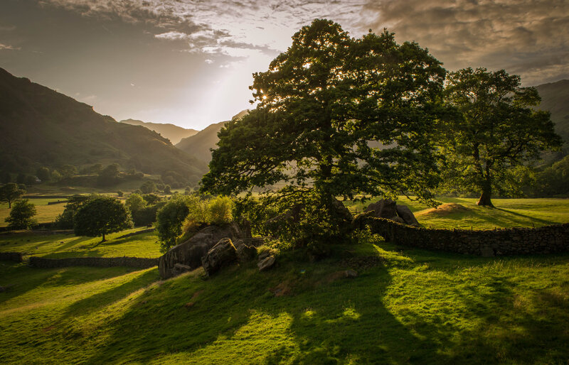 Large Tree in Valley — Green