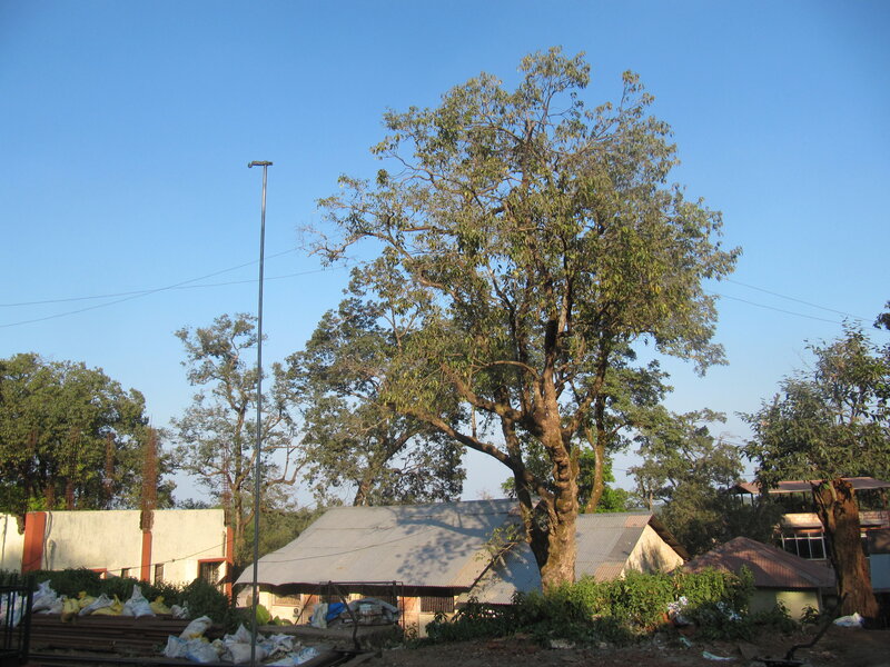 Large Tree in Village