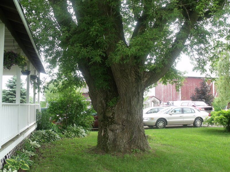 Large Tree in Yard