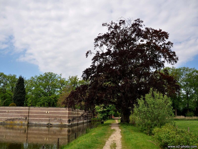 Large Tree Near Canal