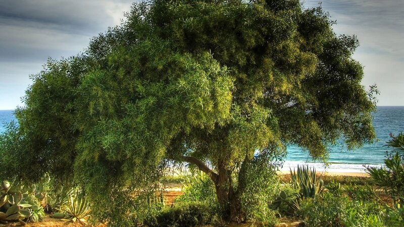 Large Tree Near Ocean