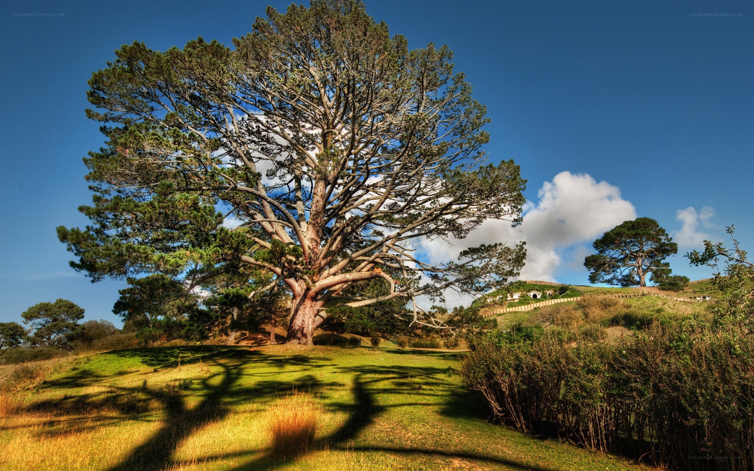 Large tree on a green hill