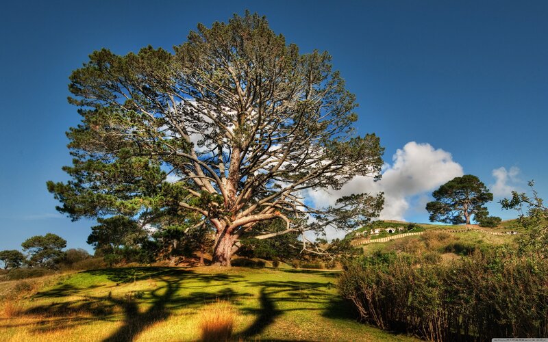 Large tree on a green hill
