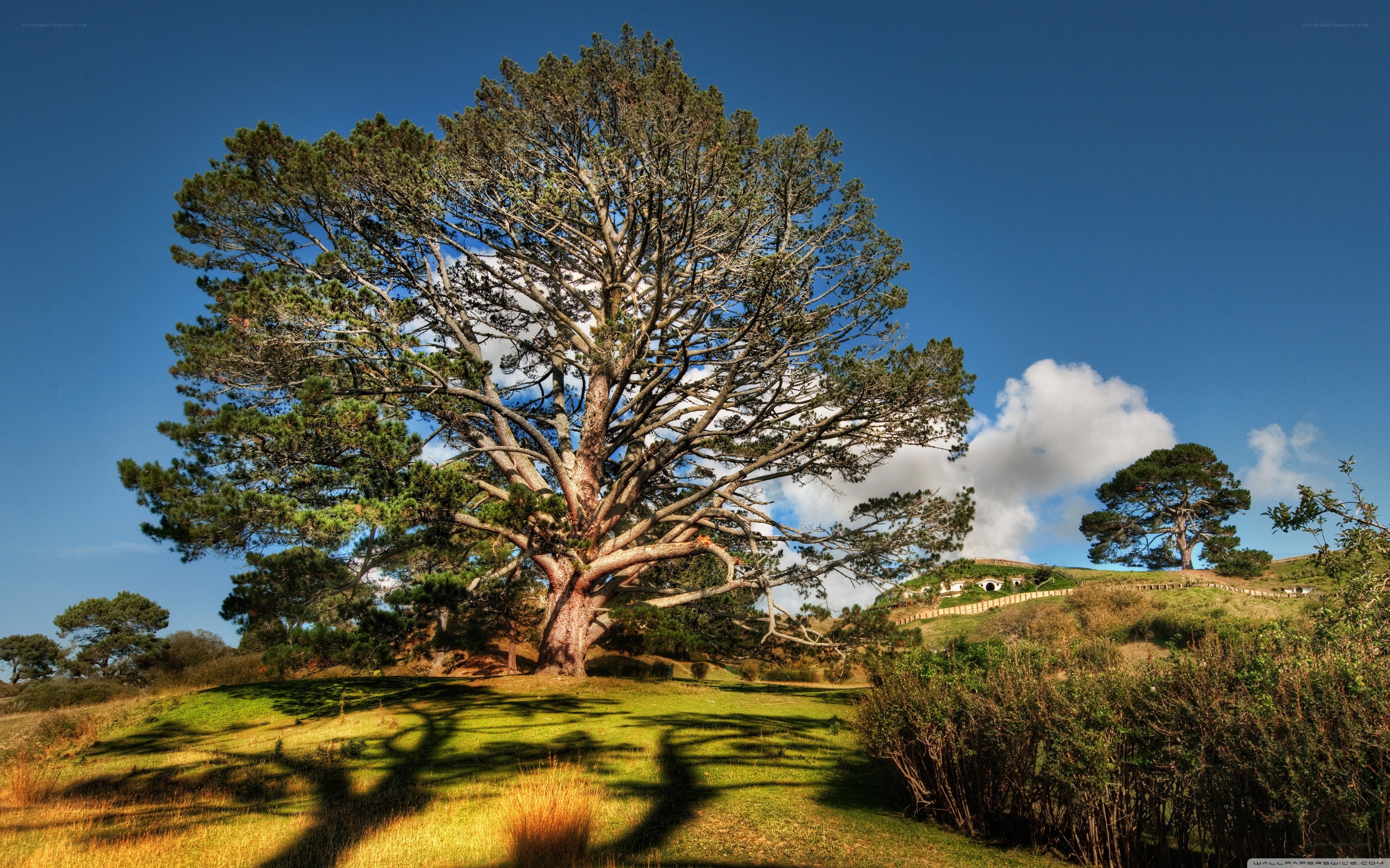 Large tree on a green hill