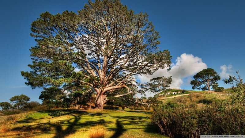 Large Tree on a Hill — Blue