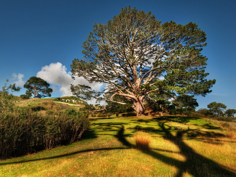 Large Tree on a Hill — Green