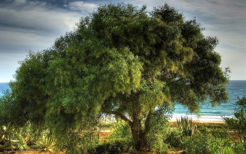Large Tree on Beach — Green, Serene