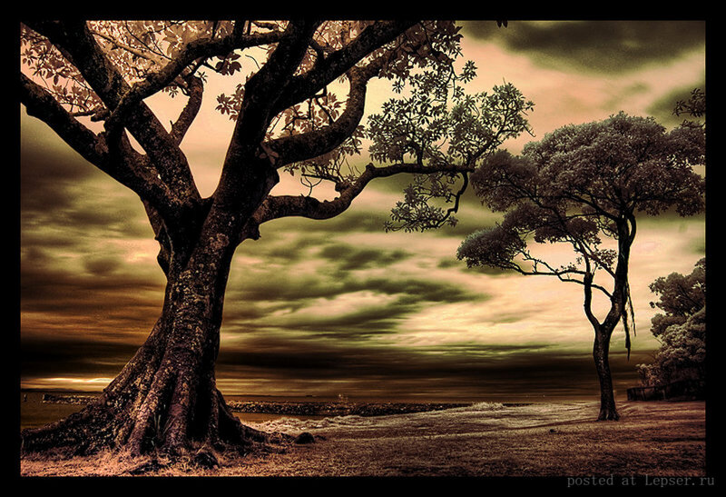 Large Tree on Beach