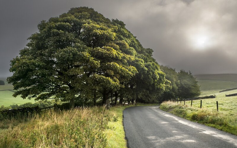 Large Tree on Country Road