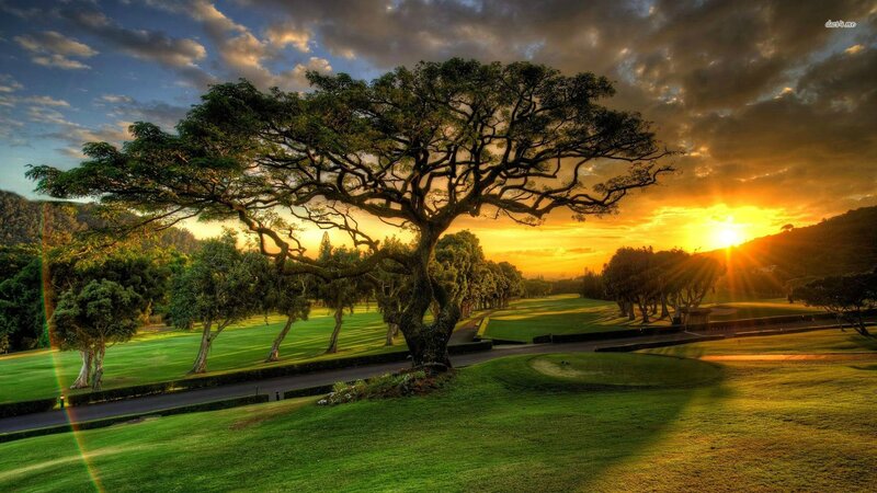 Large Tree on Golf Course