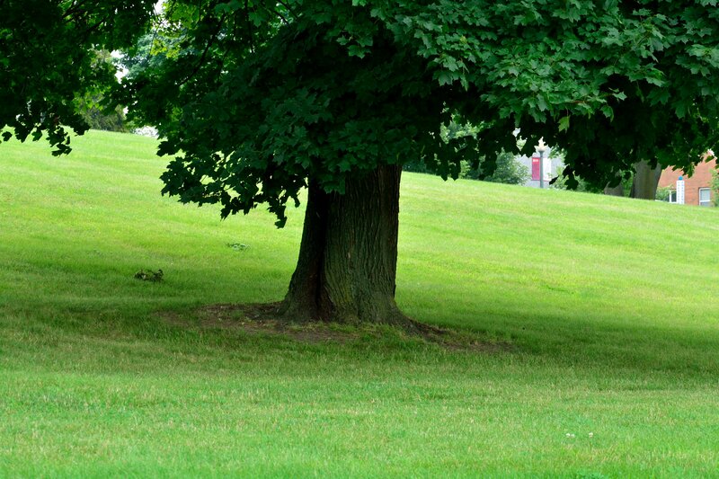 Large Tree on Grassy Hill
